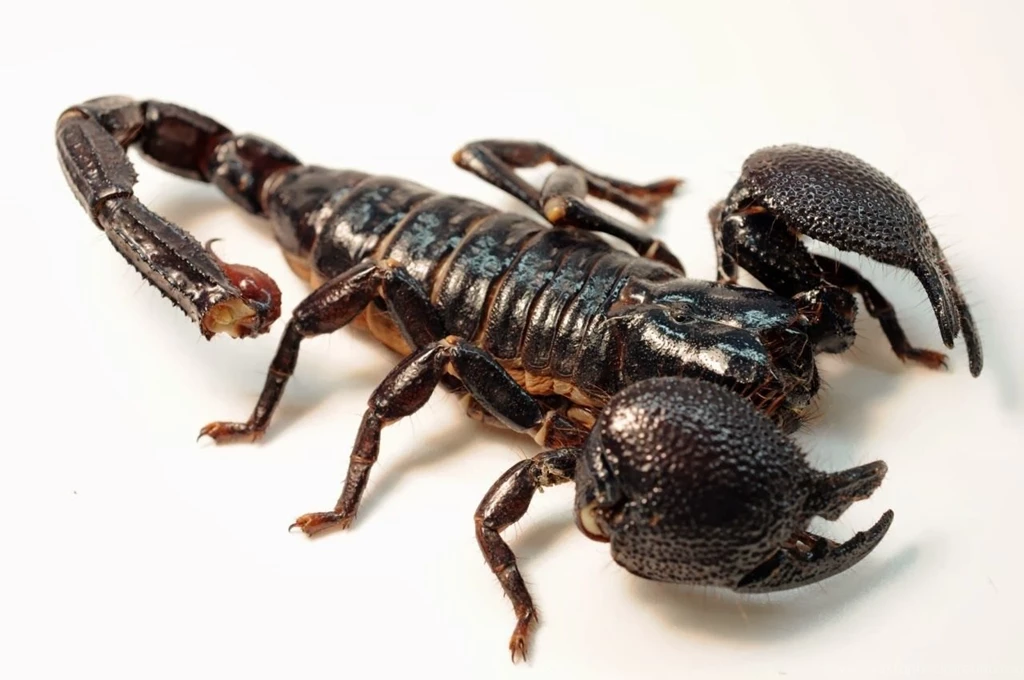 Scorpio Beautiful Latest HD Wallpapers 2014
