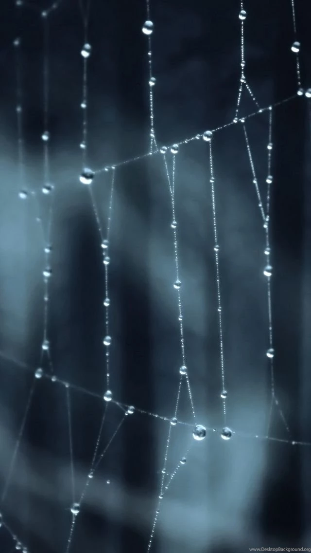 Spider iPhone 5s Wallpapers