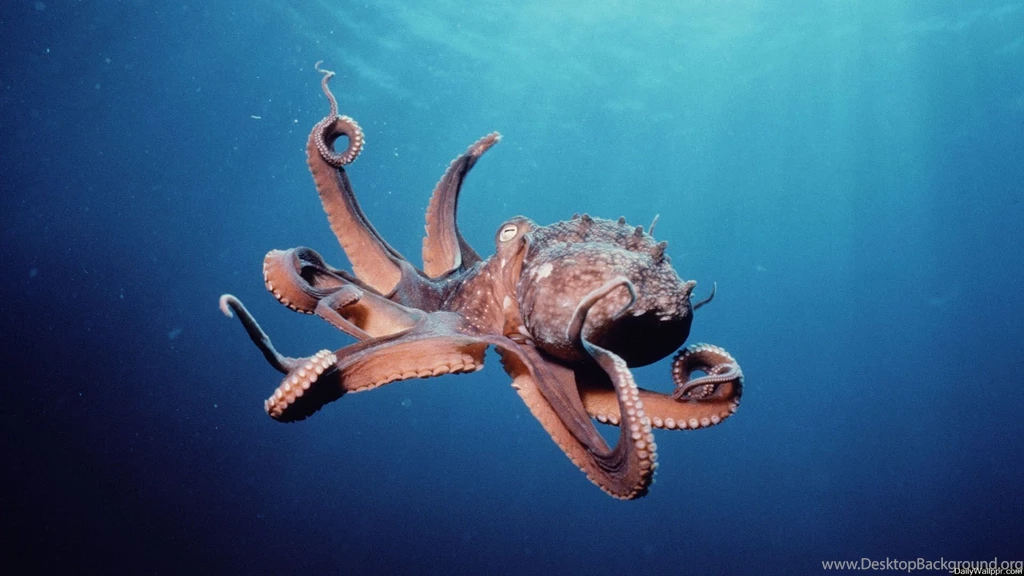 Squid Wallpapers