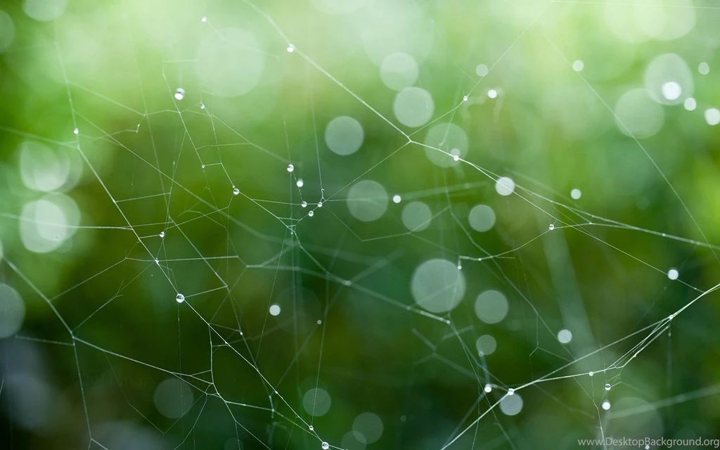 Grass Glare Light Web
