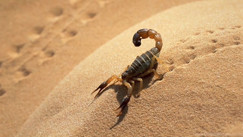 Scorpio Beautiful Latest HD Wallpapers 2014