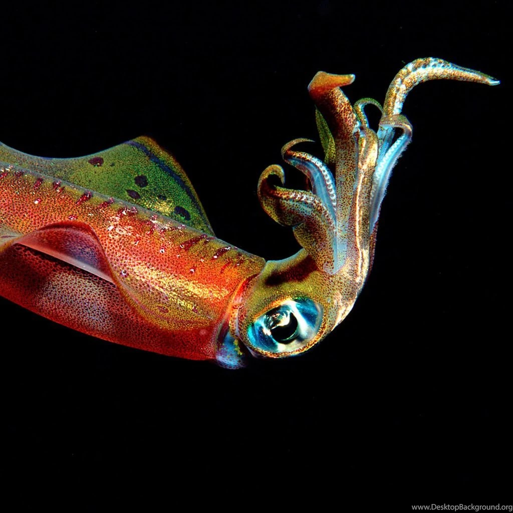 Colourful Squid iPad Wallpapers Download