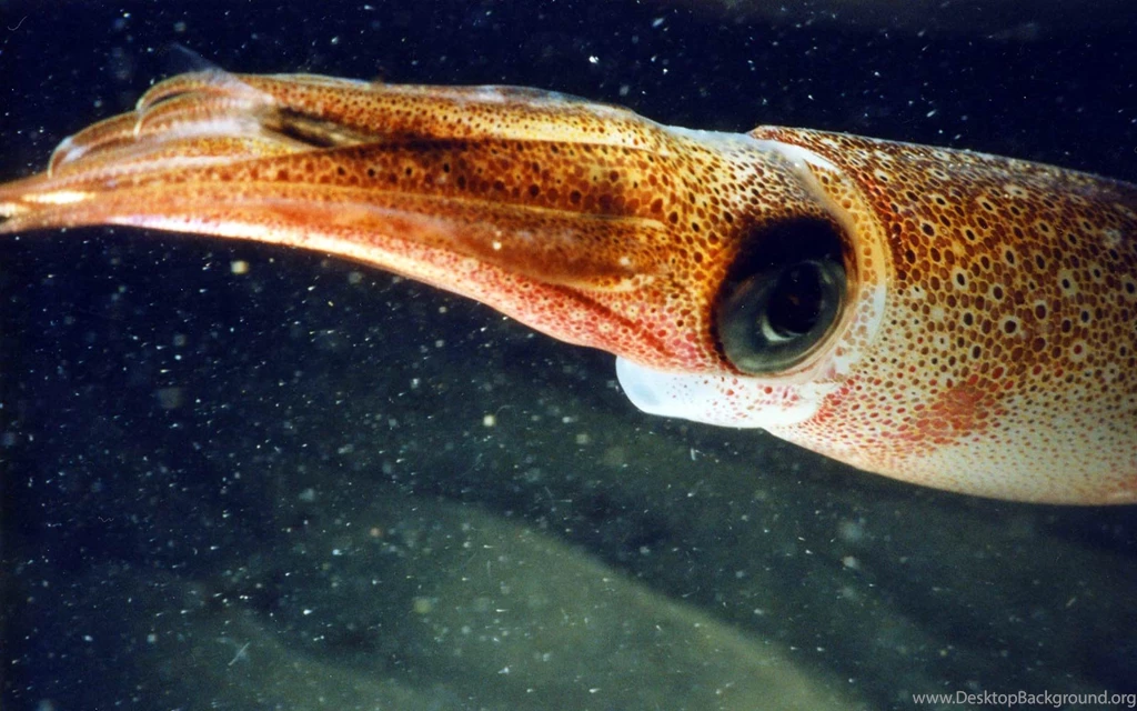 Free Squid Wallpapers Animals Town