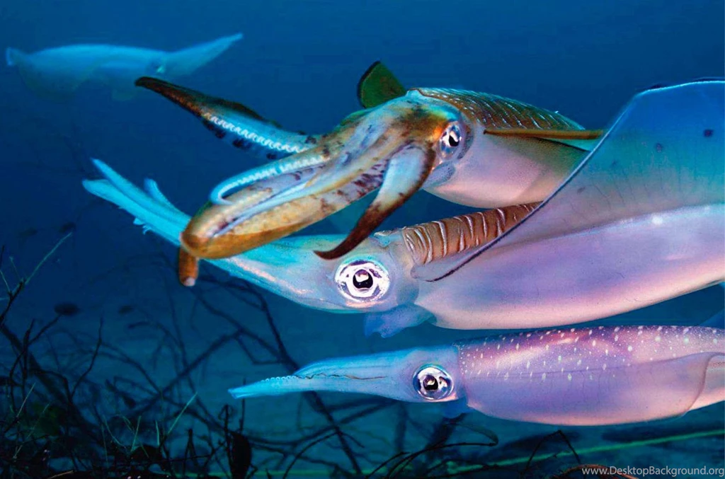 Squid Wallpapers