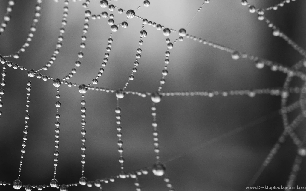 Spider Web Wallpapers Archives   HDWallSource.com   HDWallSource.com
