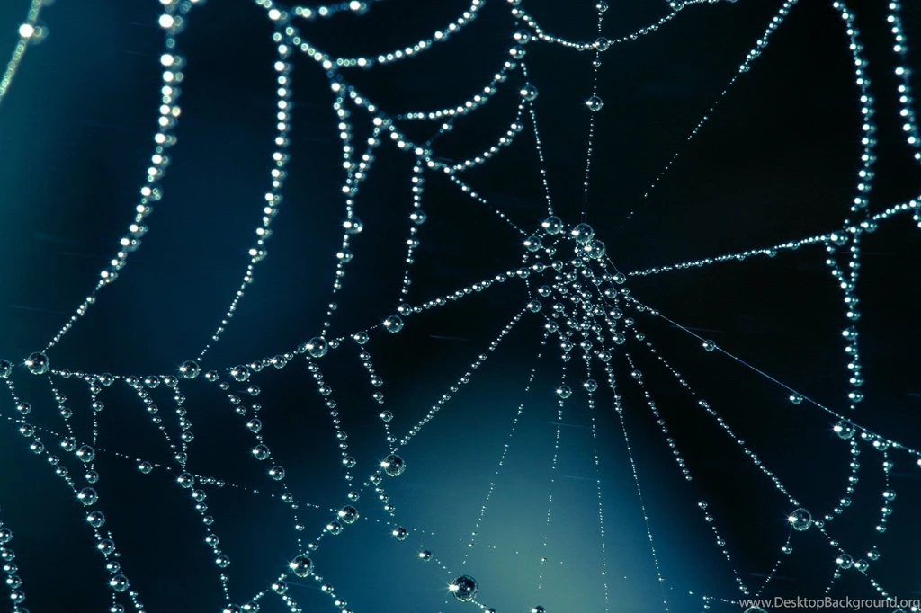 Spider Web   Wallpaper.