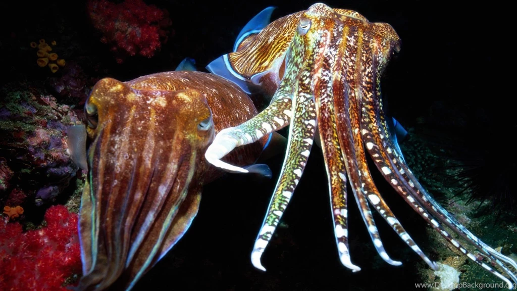 Download Wallpapers 1920x1080 Squid, Tentacles, Swimming ...