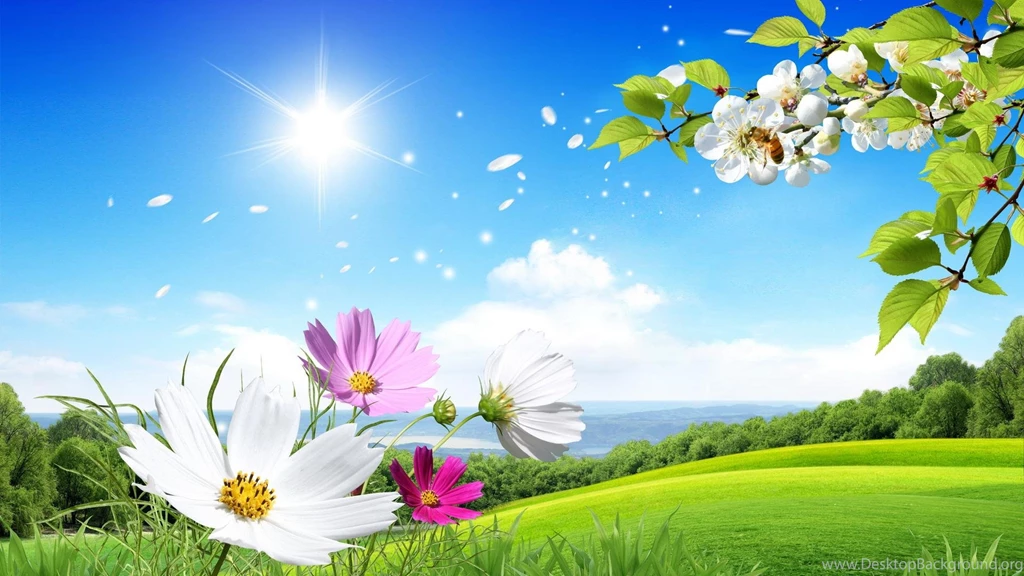 Scenery HD Wallpaper Sun Image White Flowers HD Picture.jpg