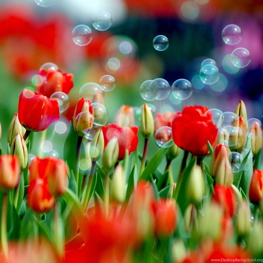 Fresh flowers scenery hd ipad air wallpapers 2048x2048 05_ca486809e2449710cab087ac37eecd32_raw.jpg