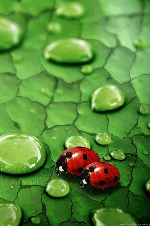 640x960 Popular Mobile Wallpapers Free Download (86)   640x960 ...