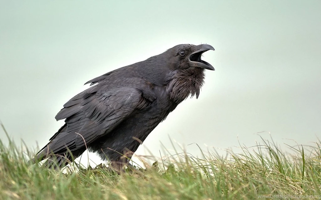 43 Crow HD Wallpapers
