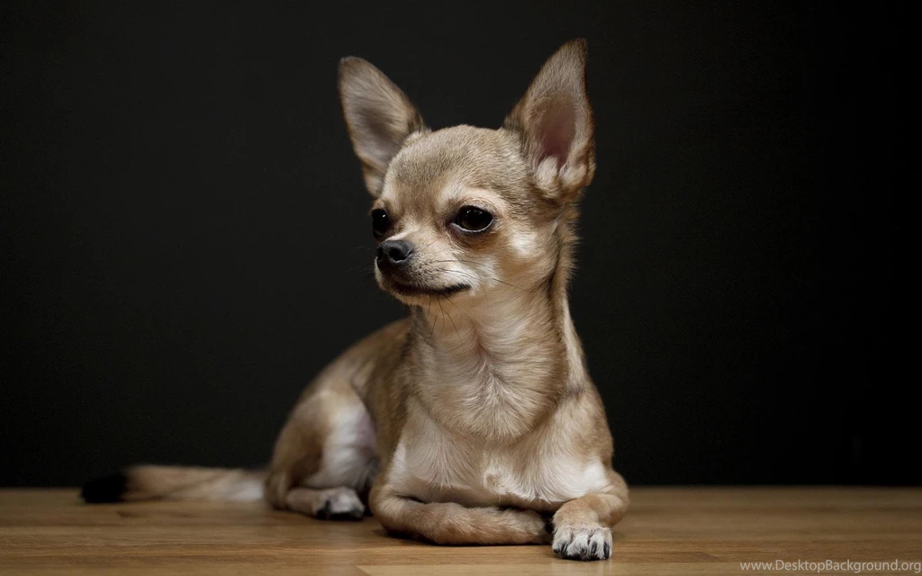 Chihuahua Wallpapers Wallpapers Cave