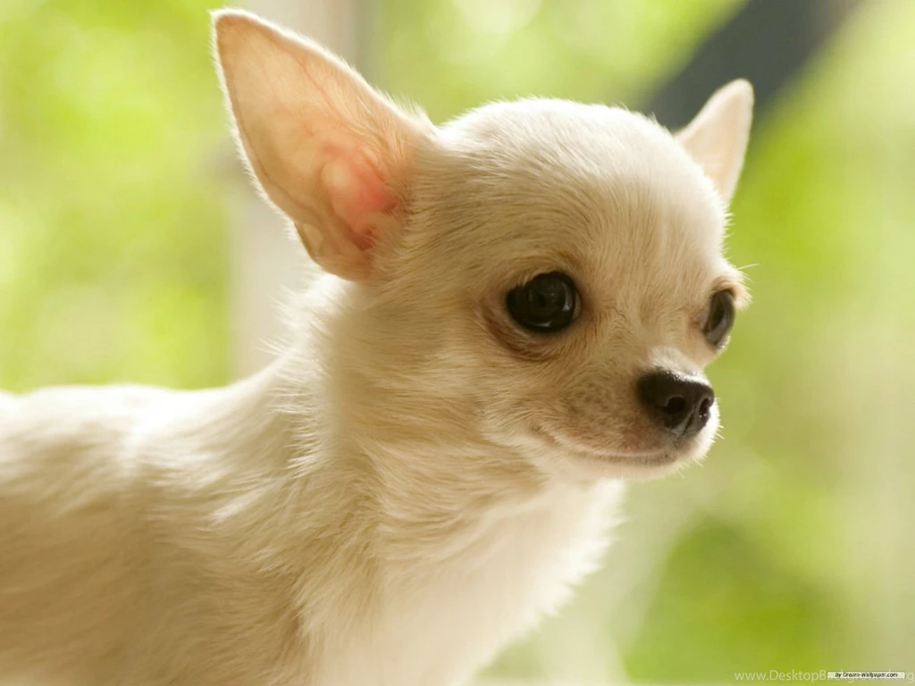 Free Wallpapers   Free Animal Wallpapers   Chihuahua Wallpapers ...