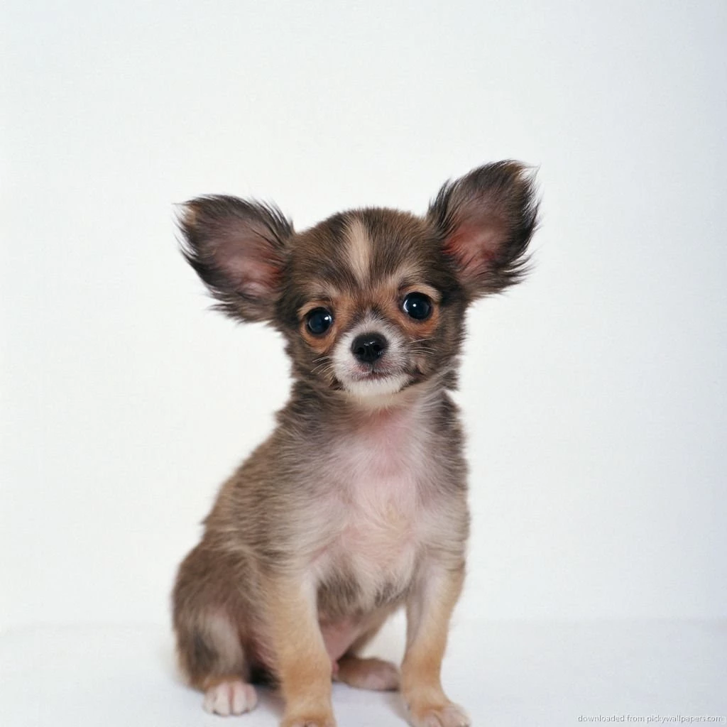Download Chihuahua Wallpapers For IPad