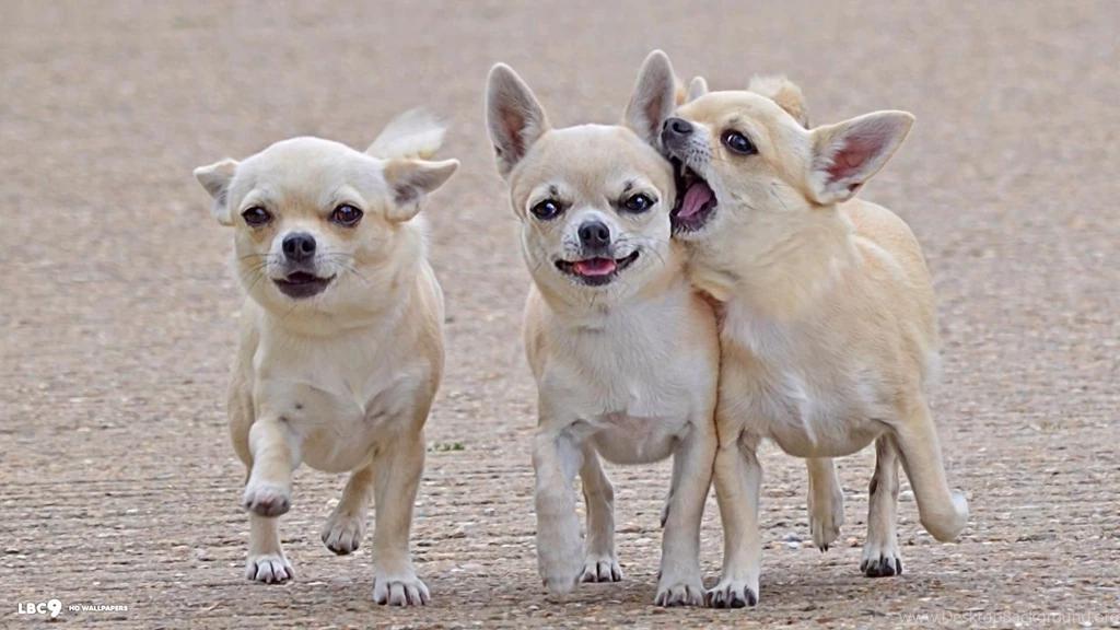 Chihuahua Dog Wallpapers