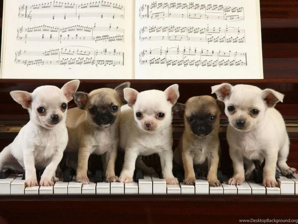 Chihuahua Wallpapers Teddybear64 Wallpapers (33124239) Fanpop