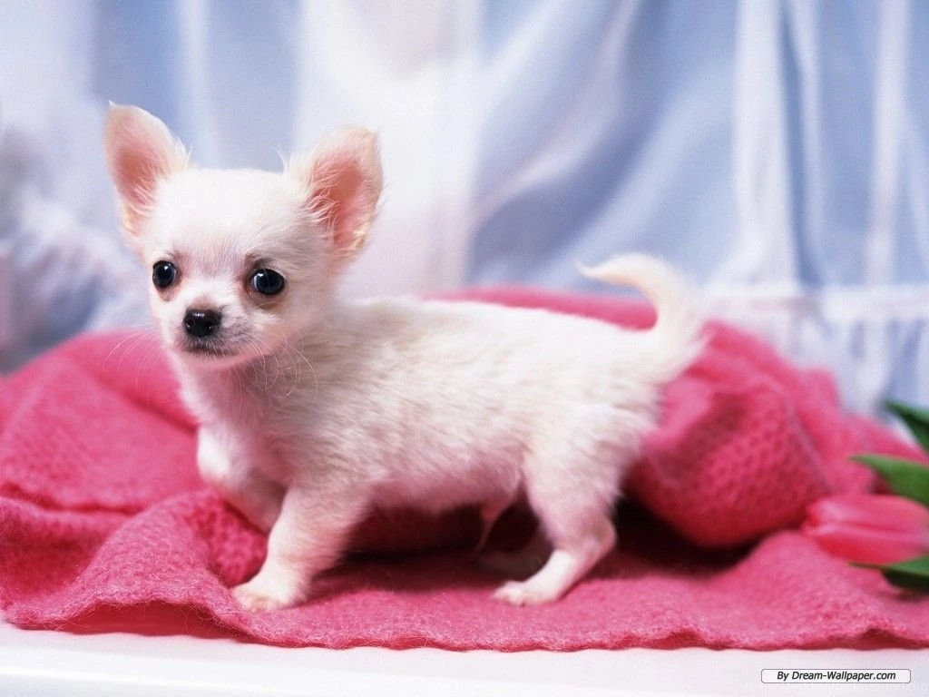 Free Wallpapers Free Animal Wallpapers Chihuahua Wallpapers ...