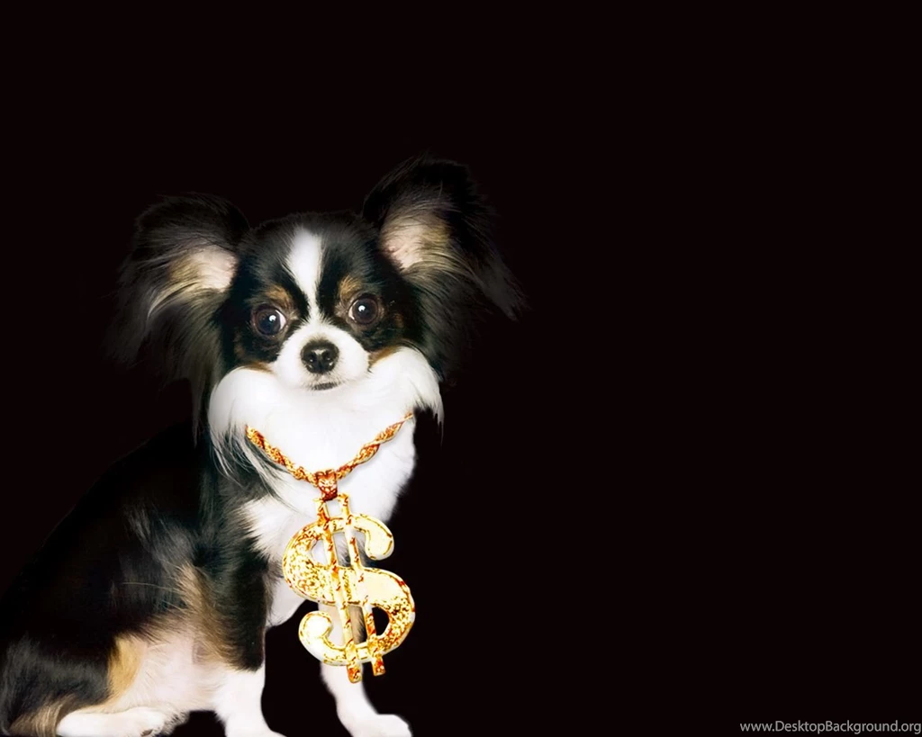Winning Chihuahua Chihuahuas Wallpapers (9414453) Fanpop
