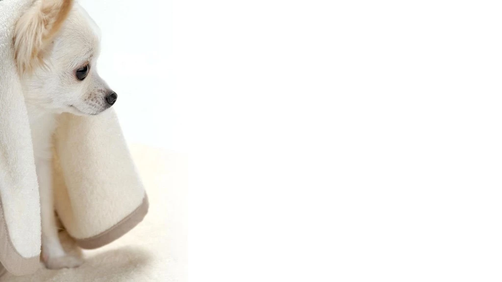 Chihuahua Wallpaper.jpg