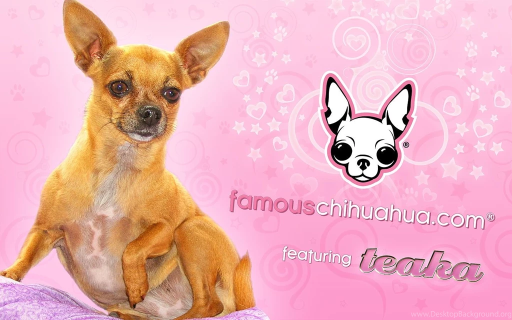 Download Free Famous Chihuahua Wallpapers