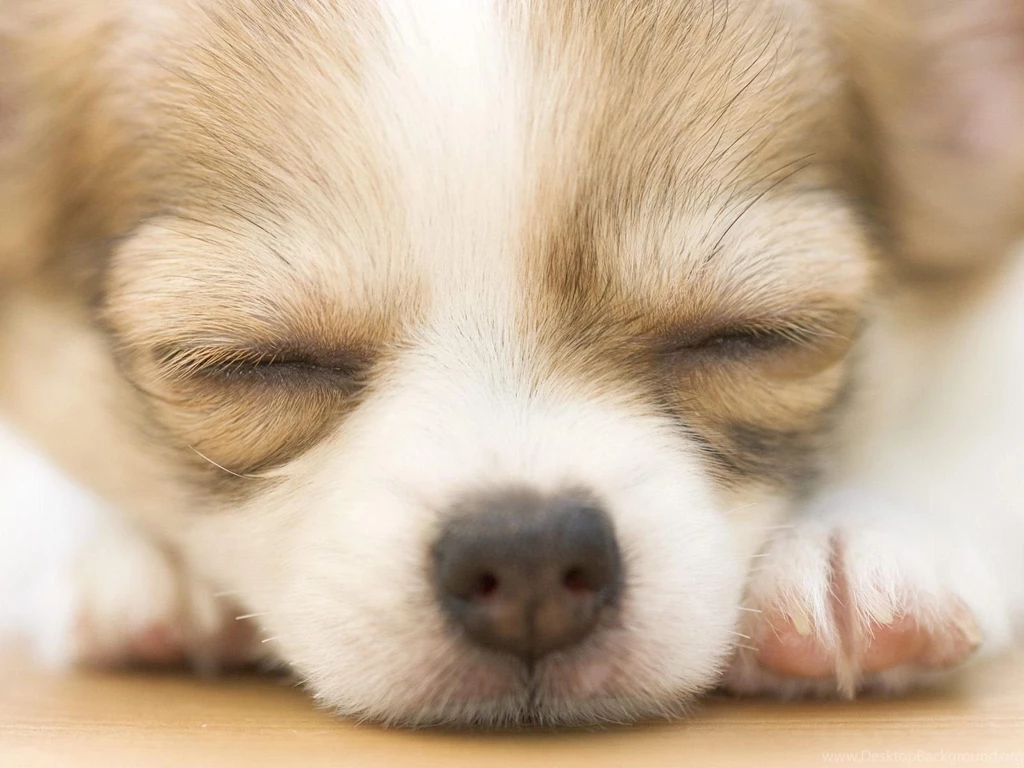 Chihuahua Wallpapers 139968
