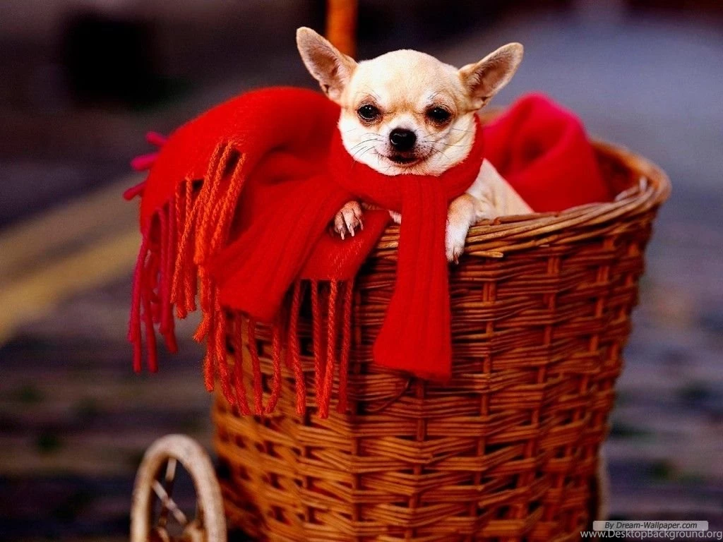 Chihuahua Wallpapers Dogs Wallpapers (7013865) Fanpop