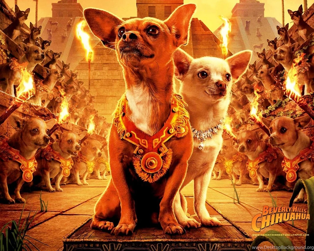 Top 10 Chihuahua Wallpapers