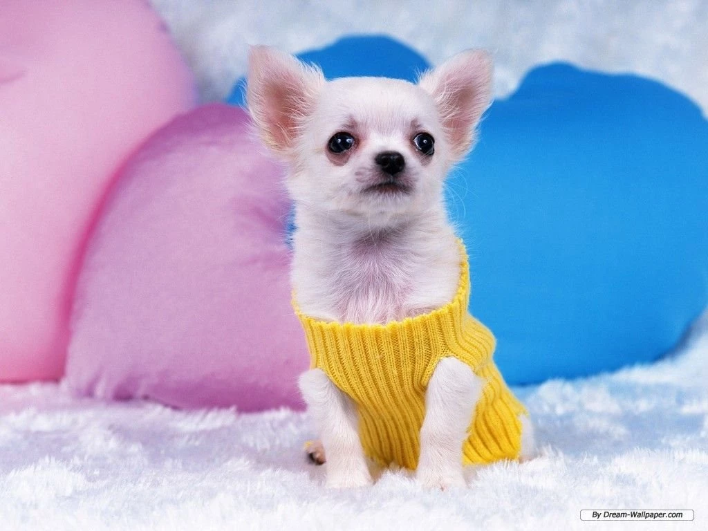 Free Wallpapers Free Animal Wallpapers Chihuahua Wallpapers ...