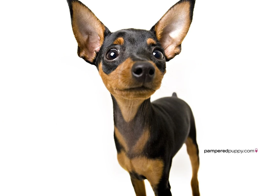Chihuahua Chihuahuas Wallpapers (13518344) Fanpop