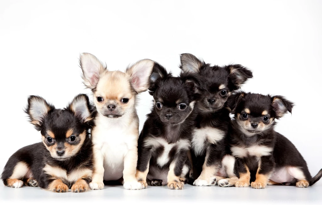 Chihuahua Dog Puppy Baby Wallpapers