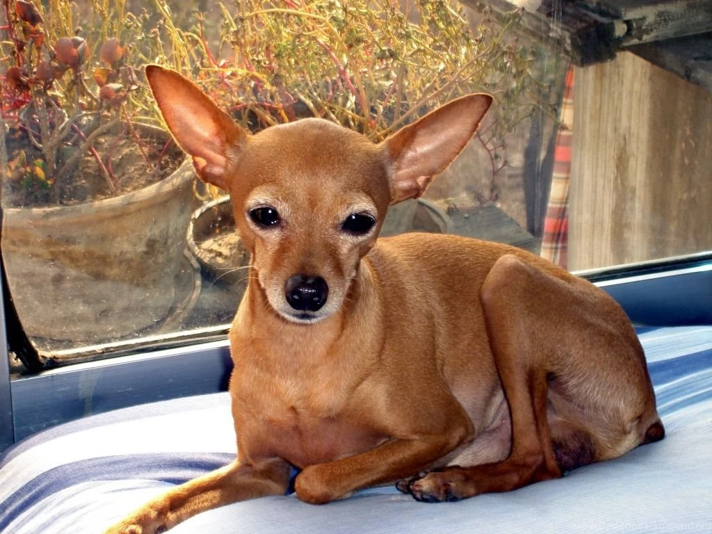 Chihuahua Wallpapers Teddybear64 Wallpapers (33124242) Fanpop
