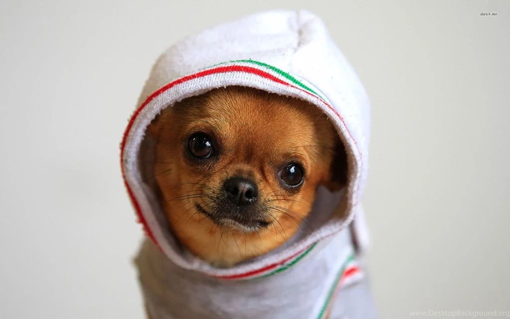 Chihuahua Wallpapers HD Download