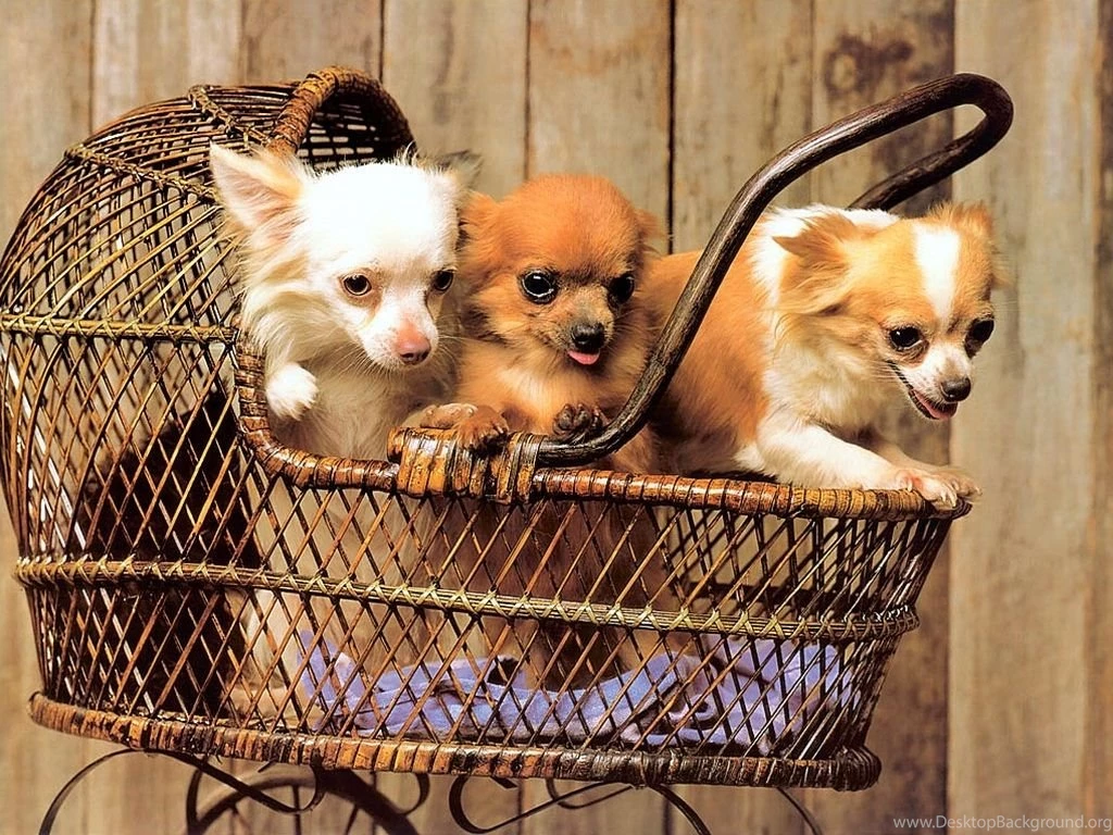 Cute Chihuahua For Your Computer Desktop