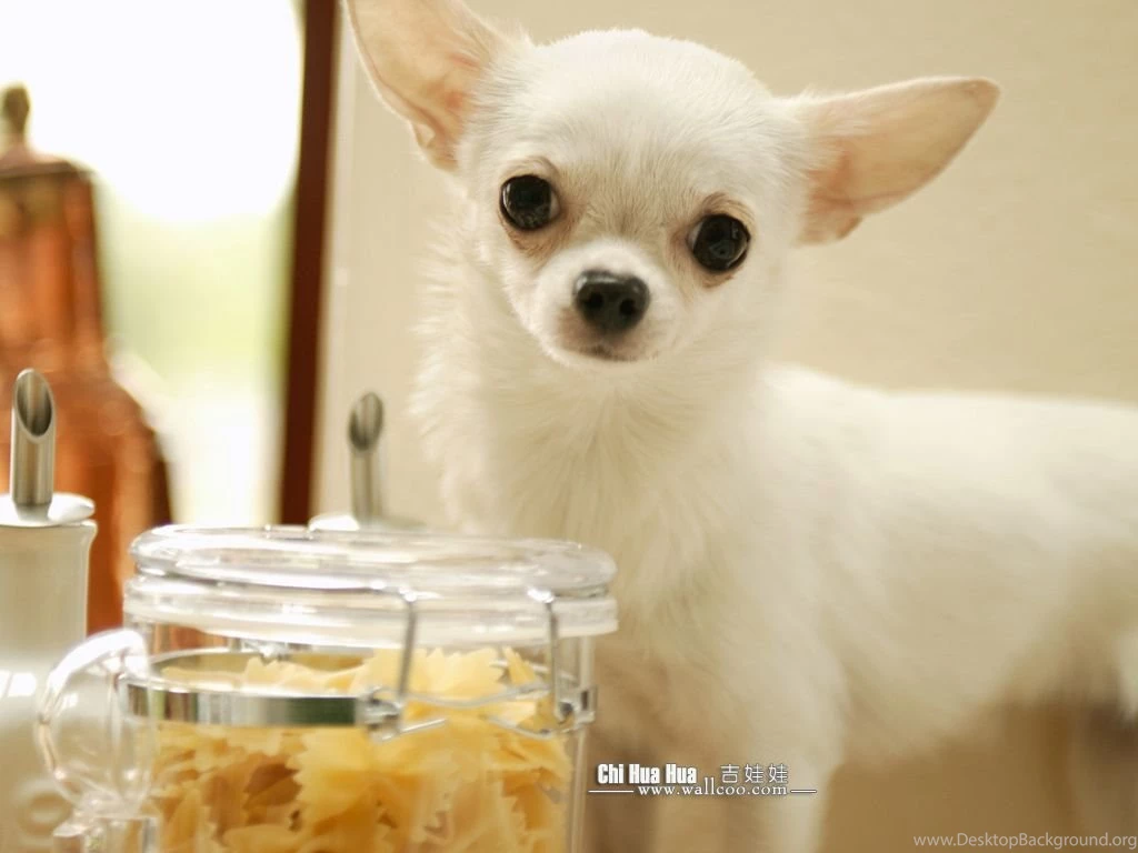 Chihuahua Puppy Wallpapers Chihuahua Pictures 1024x768 NO.7 ...