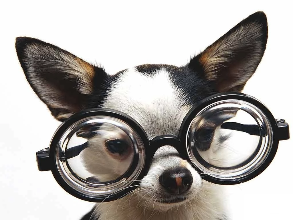 Cute Chihuahuas Wallpapers (9477824) Fanpop