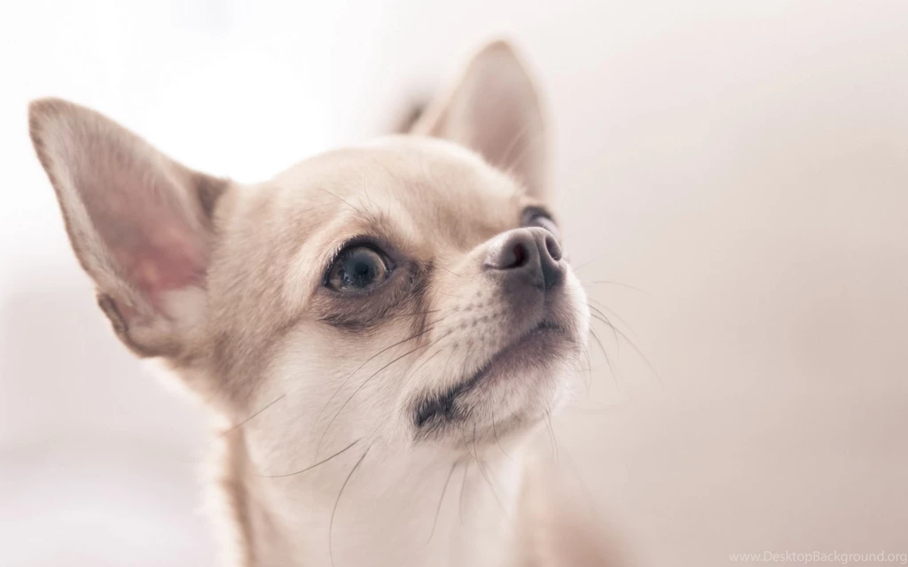Dog Chihuahua Wallpapers And Images Wallpapers, Pictures, Photos
