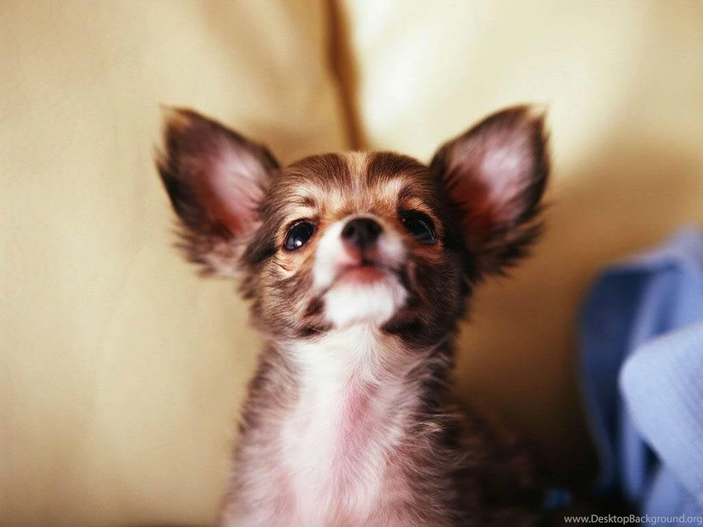 Looking Up !! Chihuahuas Wallpapers (9477831) Fanpop