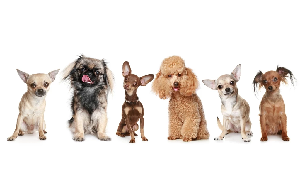 Happy dogs 2560x1440 wallpaper 8612.jpg
