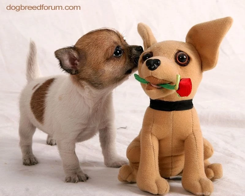 Symhelecour: Chihuahua Wallpapers