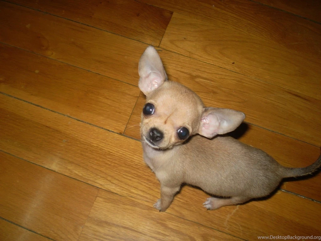Types Of Chihuahua Wallpapers Free Types Of Chihuahua Wallpapers ...
