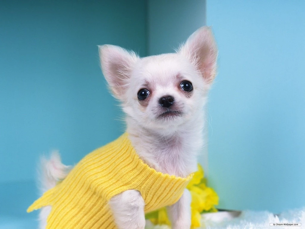 Free Wallpapers Free Animal Wallpapers Chihuahua Wallpapers ...
