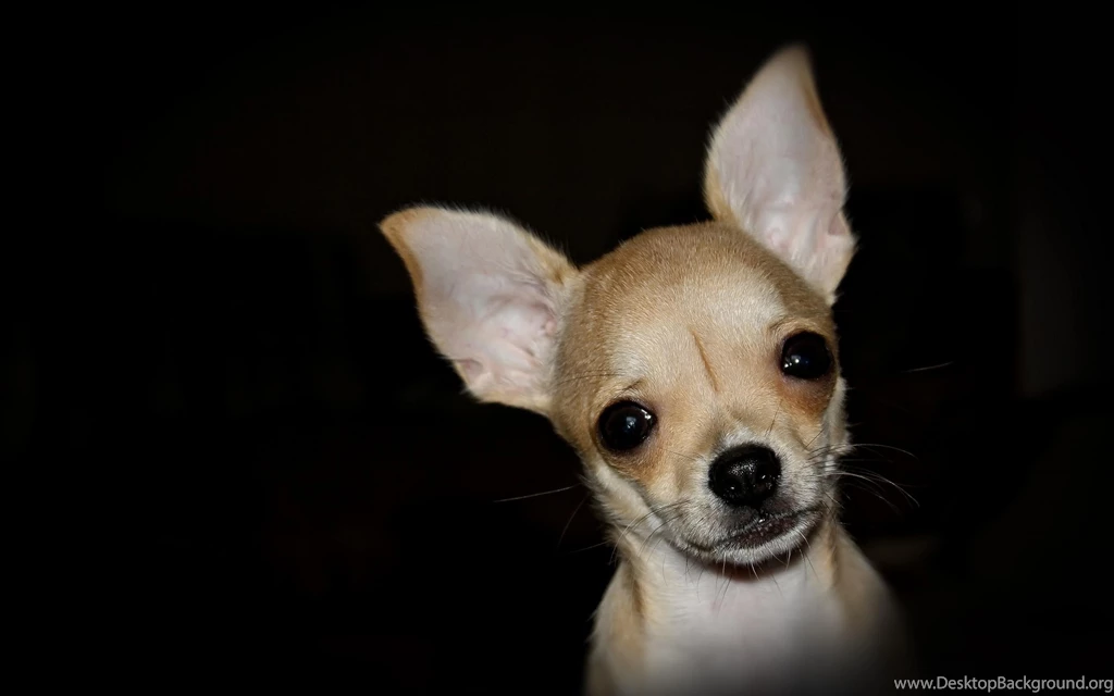 Chihuahua (
