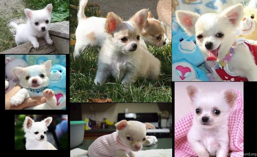 White Chihuahuas Wallpapers By Chucky15072009 On DeviantArt
