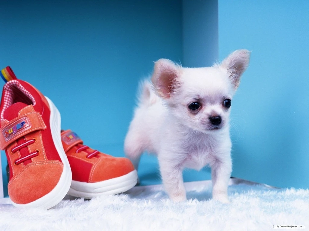 Gorgeous Chihuahua   Chihuahuas Wallpapers (16750803)   Fanpop