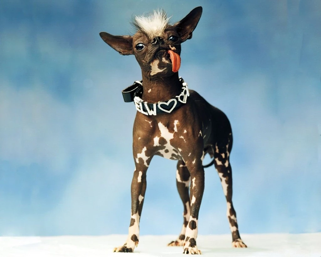 Cartoon Chihuahua Wallpapers 67033