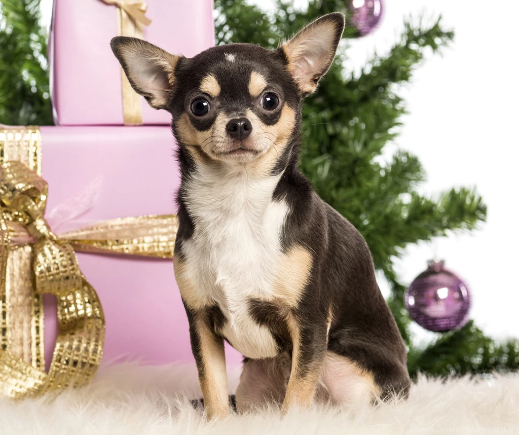 Chihuahua New Year Boxes Gifts Christmas Wallpapers