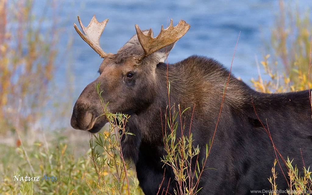 43 Moose HD Wallpapers