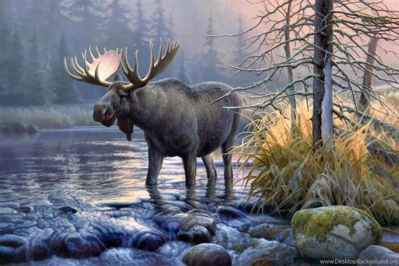 Moose Wallpapers