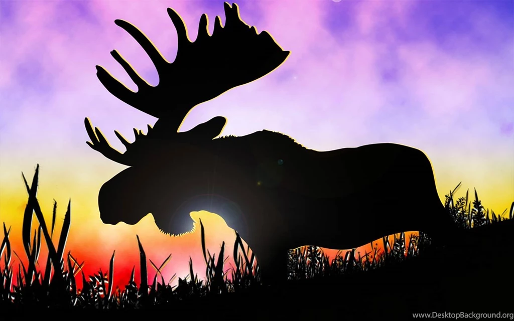Moose Wallpapers And Backgrounds   Animals Town
