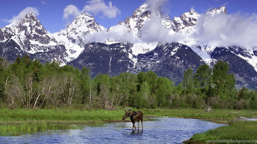Moose Wallpapers Wallpapers Cave
